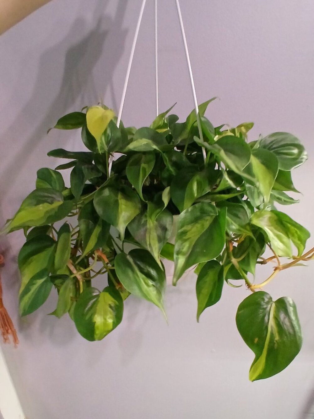 Philodendron Brazil